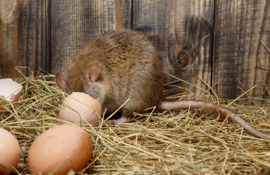 How To Rodent Proof Your Coop.