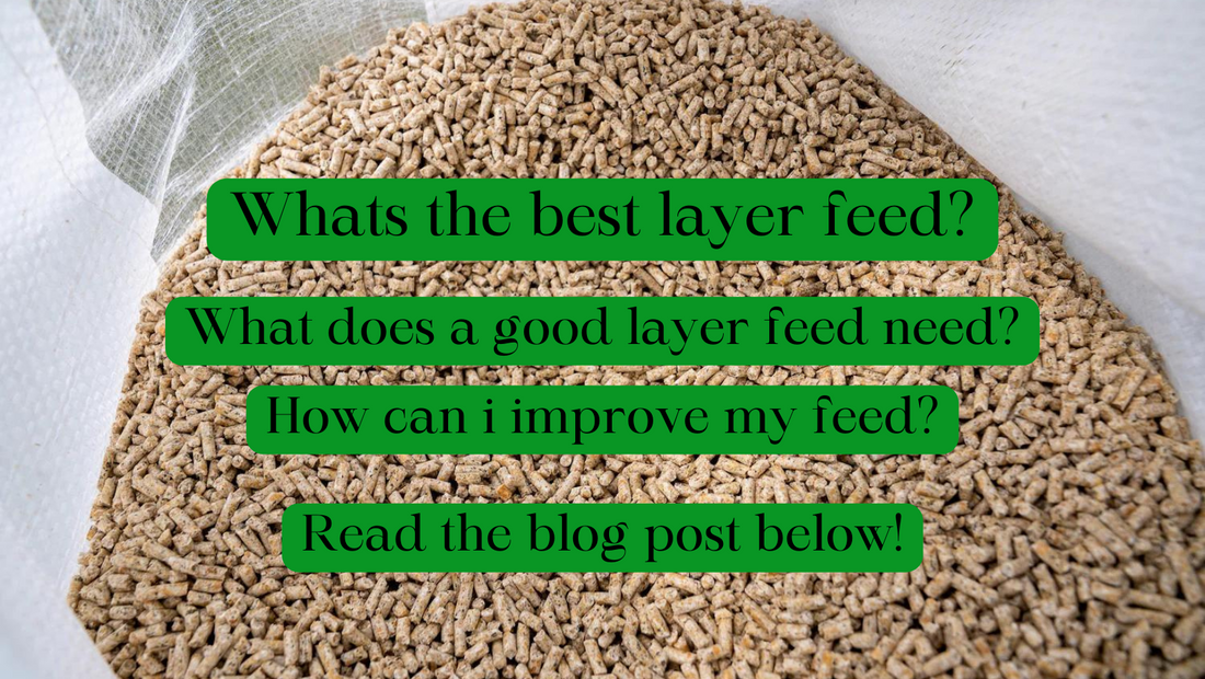 What is the best layer feed?