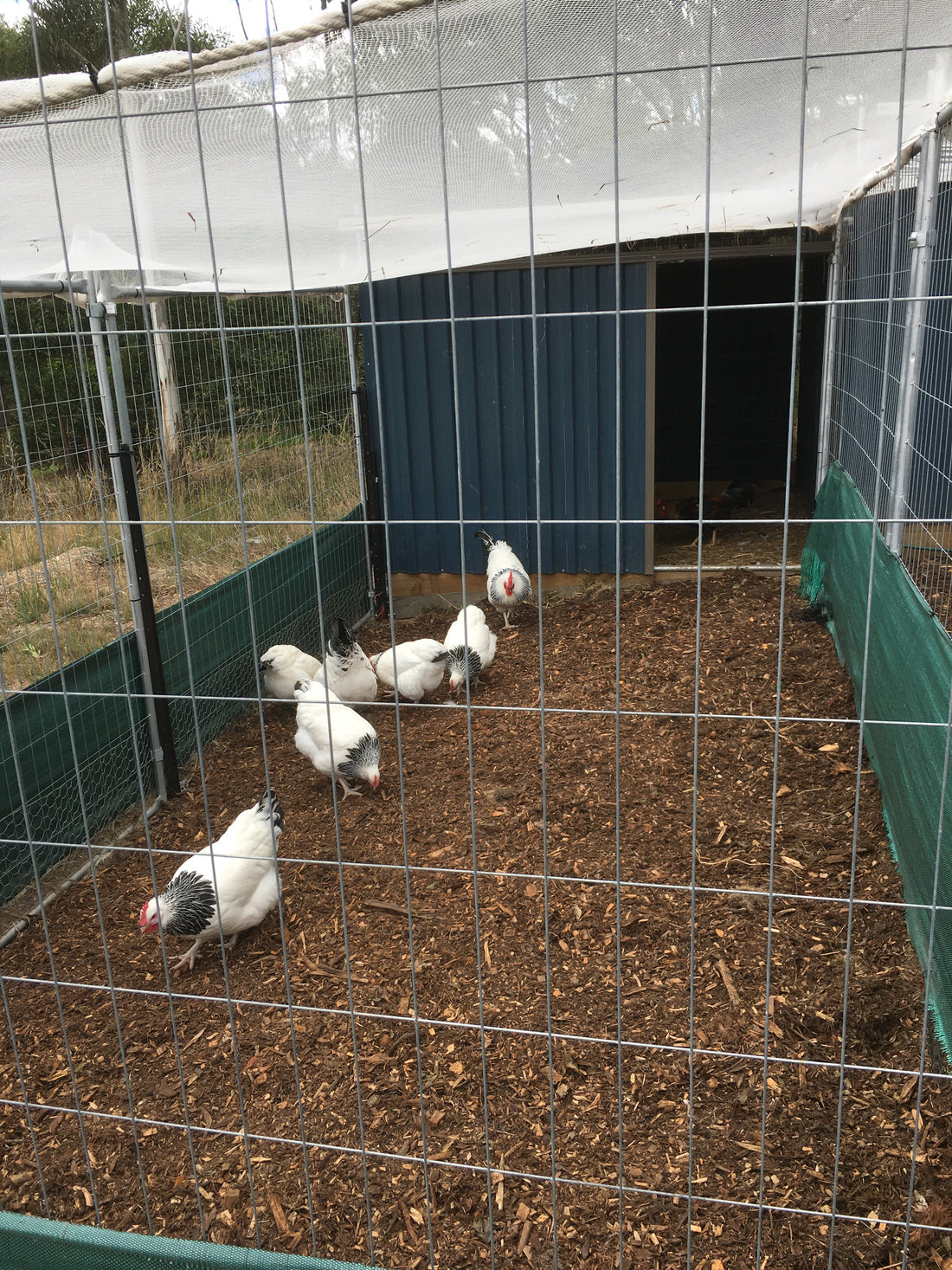 Keeping poultry warm in winter