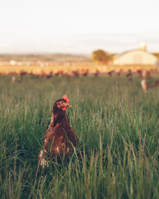 Rotational grazing chickens and its benefits.