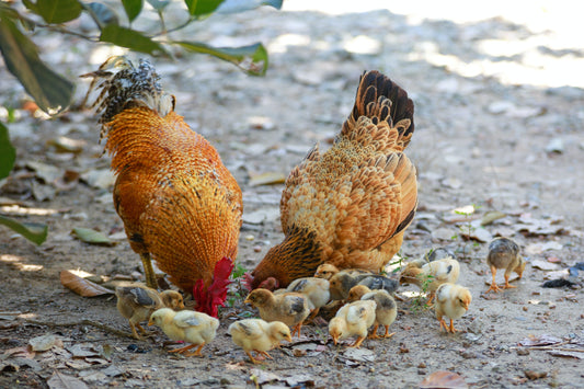 Preventing and treating common poultry diseases