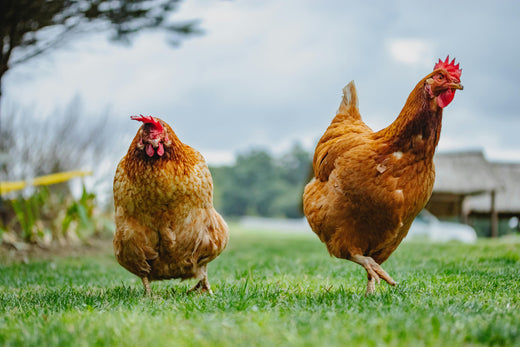 Why We Keep Poultry