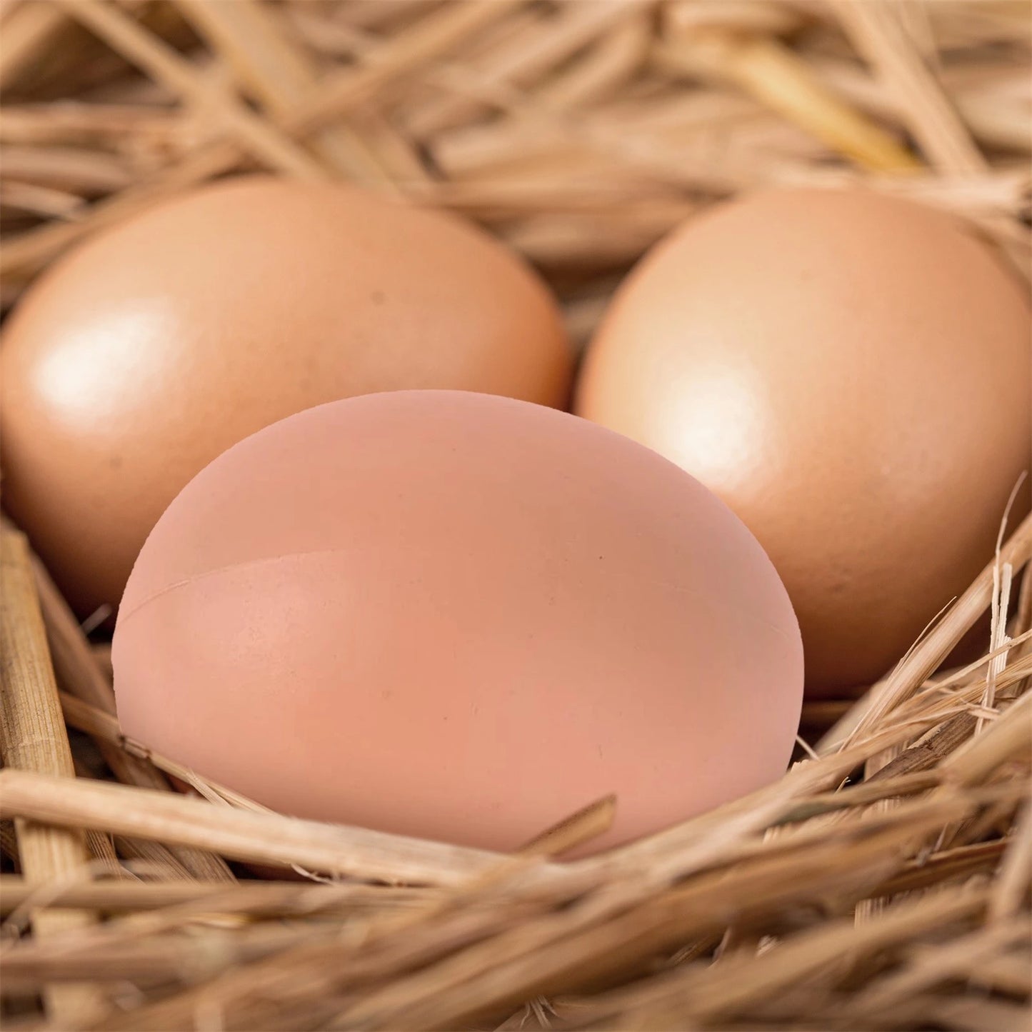 Hen Training Eggs