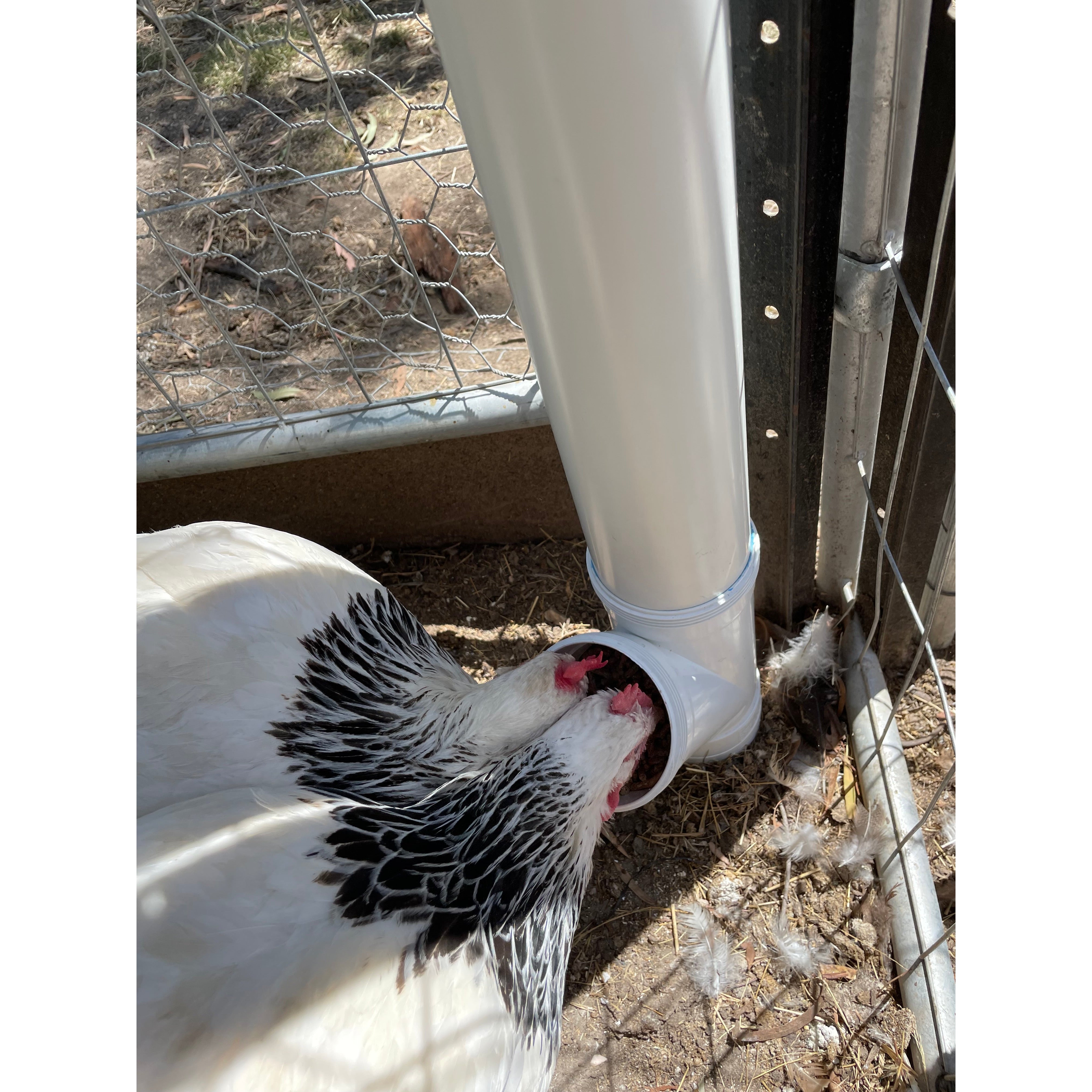 Chook feeders hot sale