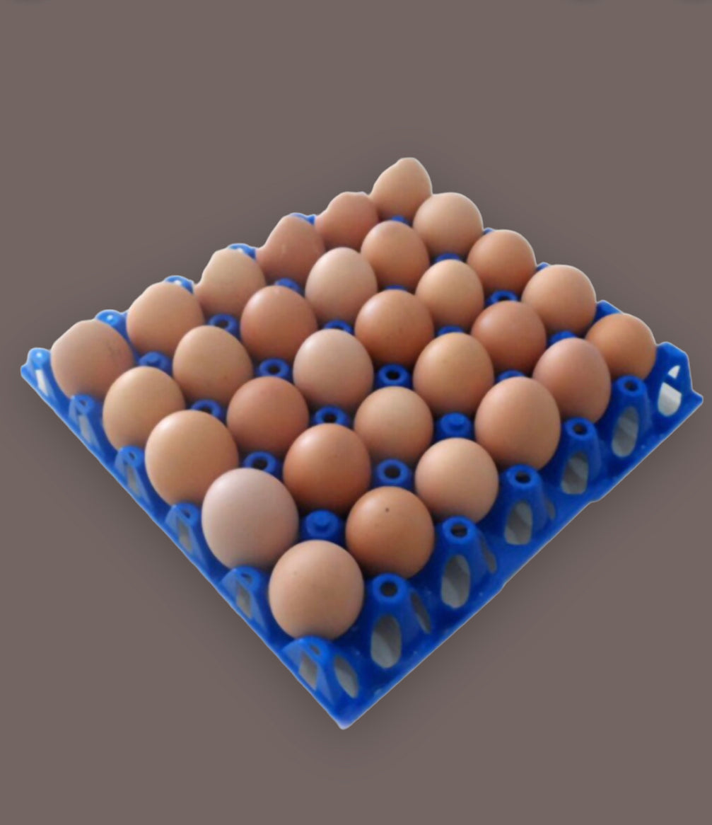 Egg Trays